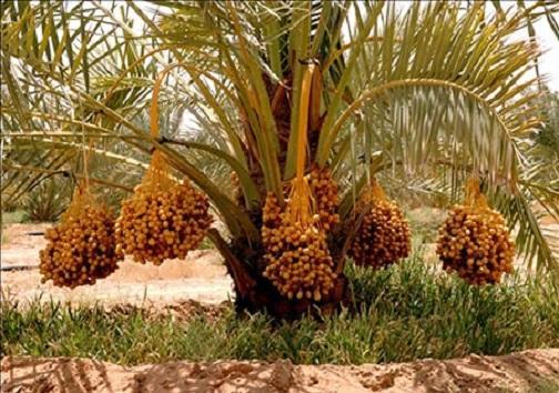 خرما منبعی غنی از ویتامین ها و مواد معدنی مختلف خرما منبعی غنی از ویتامین ها و مواد معدنی مختلف