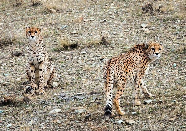 تفاهم سازمان محیط زیست با یک شرکت خصوصی در راستای حفاظت تفاهم سازمان محیط زیست با یک شرکت خصوصی در راستای حفاظت از یوزپلنگ ایرانی