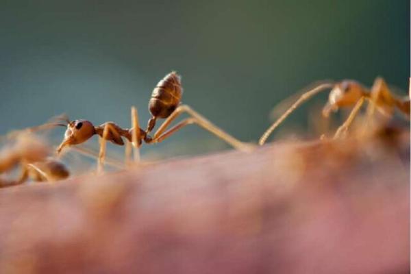 مسیریابی بدون احتیاج به جی پی اس، نسل نو ربات ها با الهام از توانایی خارق العاده مورچه