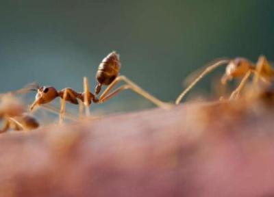 مسیریابی بدون احتیاج به جی پی اس، نسل نو ربات ها با الهام از توانایی خارق العاده مورچه