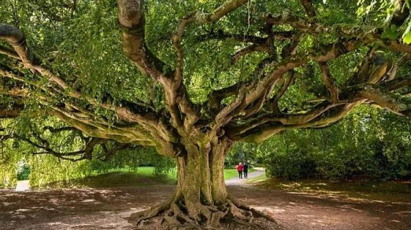 زیباترین درخت های اروپا ، از راش 200 ساله لهستان تا زیتون چند هزار ساله ایتالیا