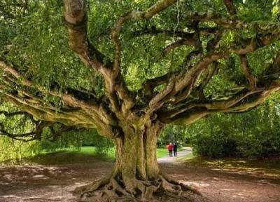 زیباترین درخت های اروپا ، از راش 200 ساله لهستان تا زیتون چند هزار ساله ایتالیا